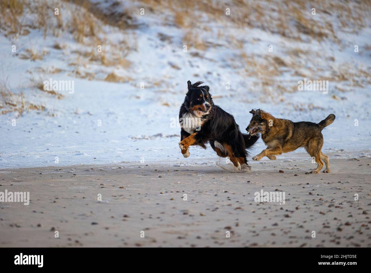 Bernese Mountain Dog jouant avec un autre chien. Banque D'Images