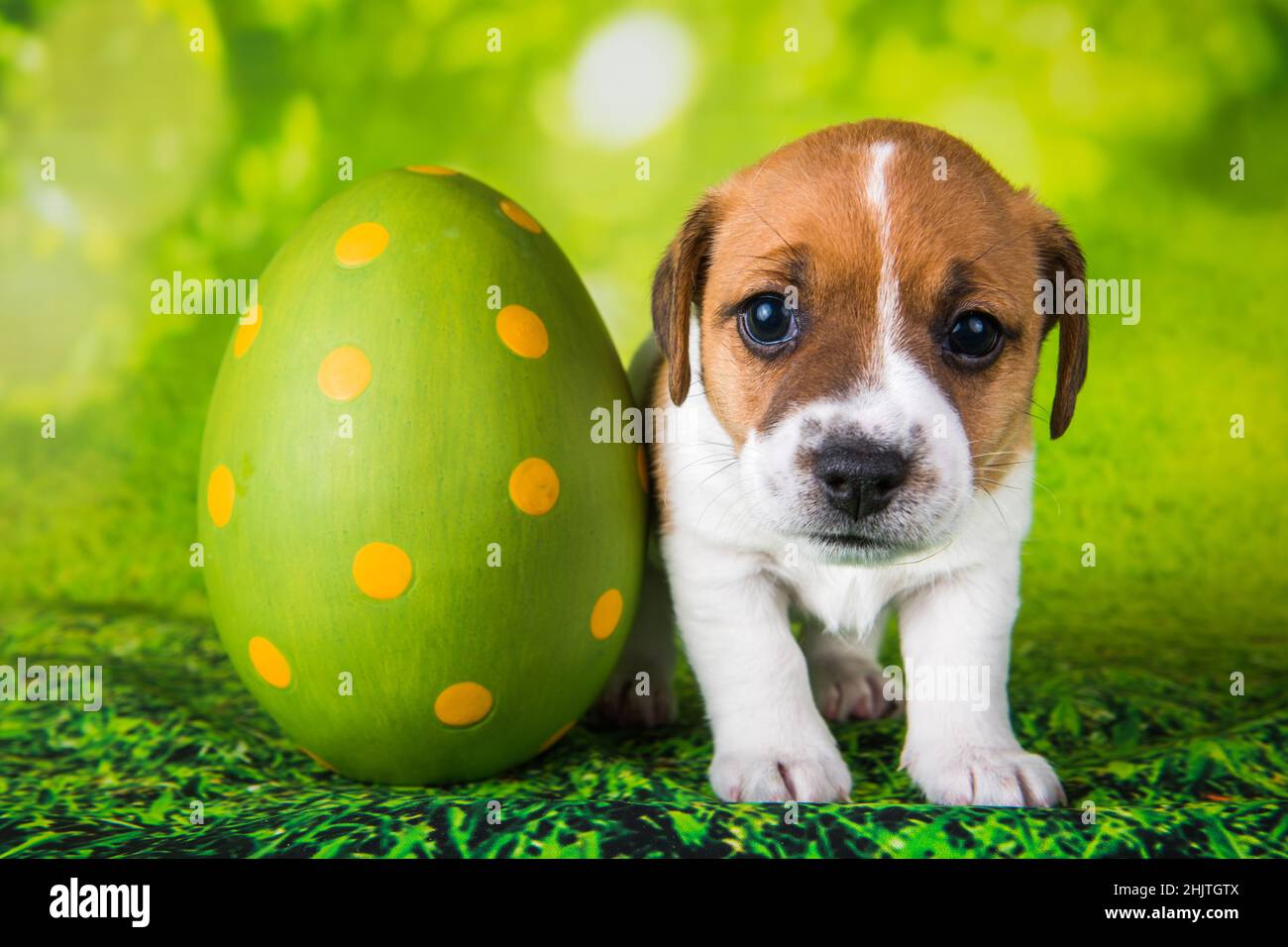 Jack Russell Terrier chien chiot jouant avec grand oeuf de Pâques Banque D'Images