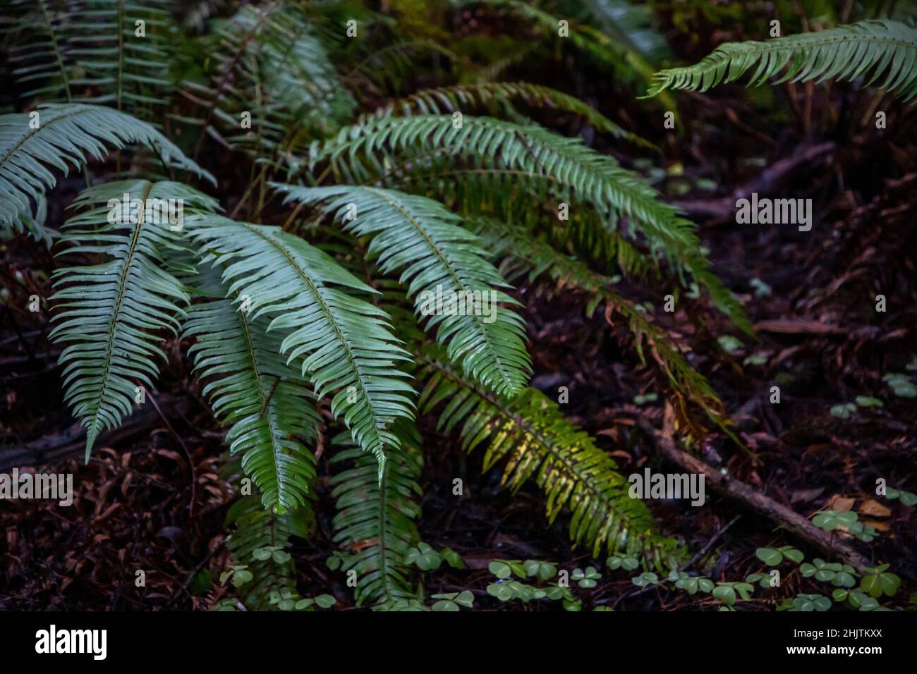 Armstrong Redwoods est un petit peuplement de séquoias juste au nord de Guerneville, Californie. Banque D'Images