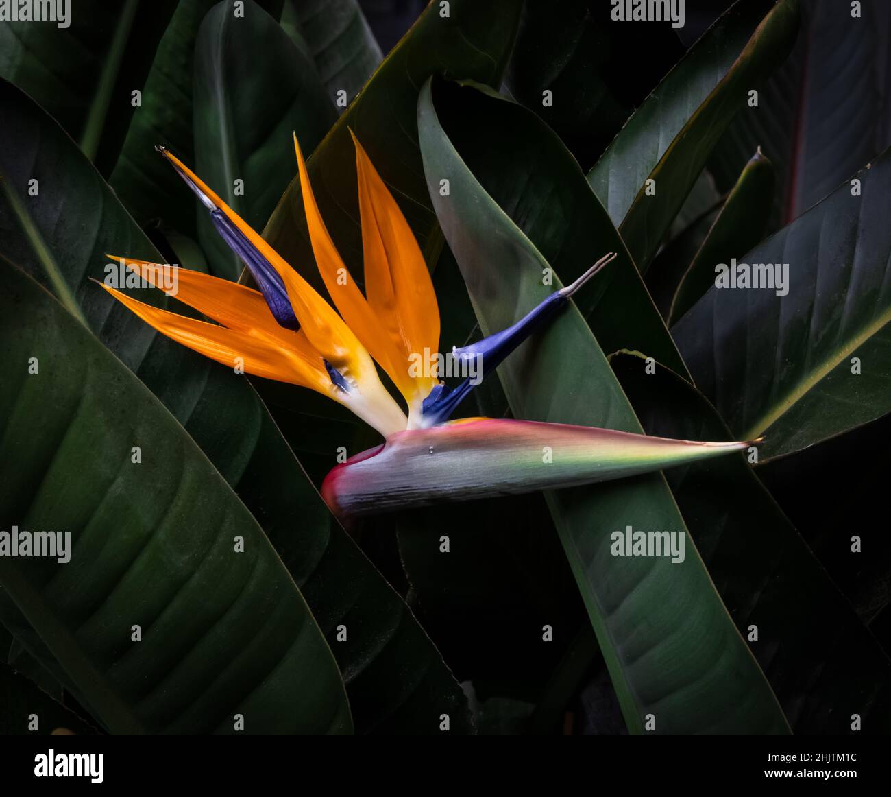 oiseau de paradis fleur de gros plan caché dans des feuilles vert foncé Banque D'Images