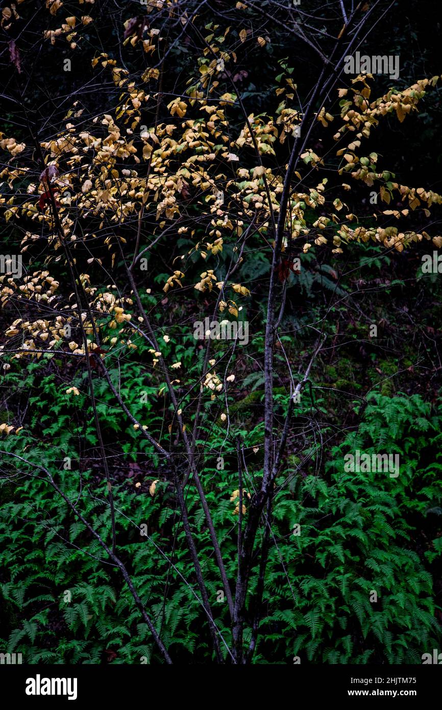 Armstrong Redwoods est un petit peuplement de séquoias juste au nord de Guerneville, Californie. Banque D'Images