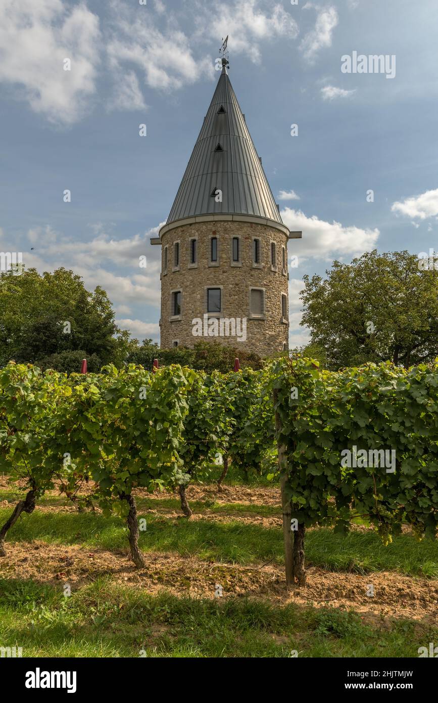 Tour d'observation dans les vignobles de Flörsheim-Wicker Banque D'Images
