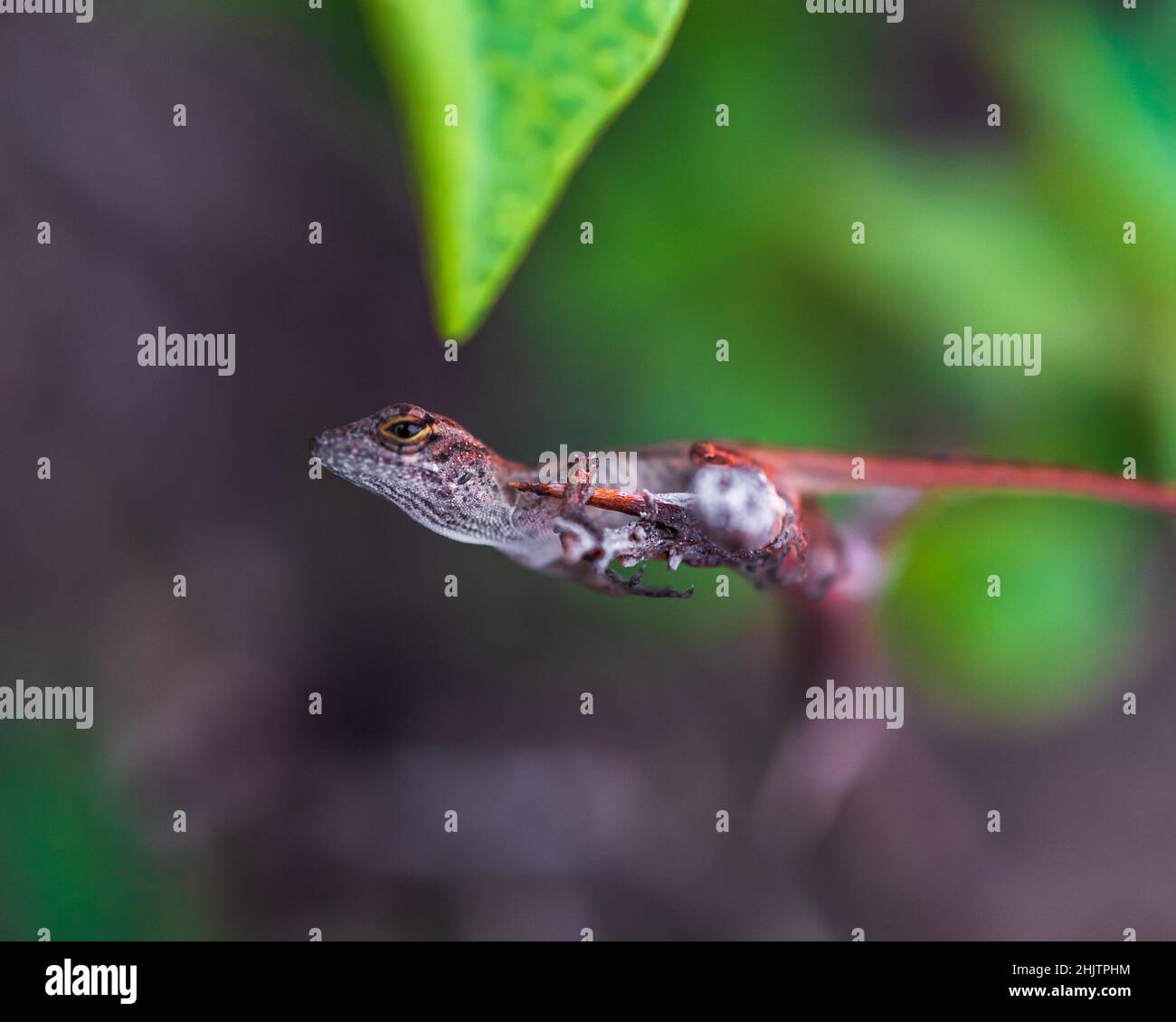 Petit lézard sur une branche Banque D'Images