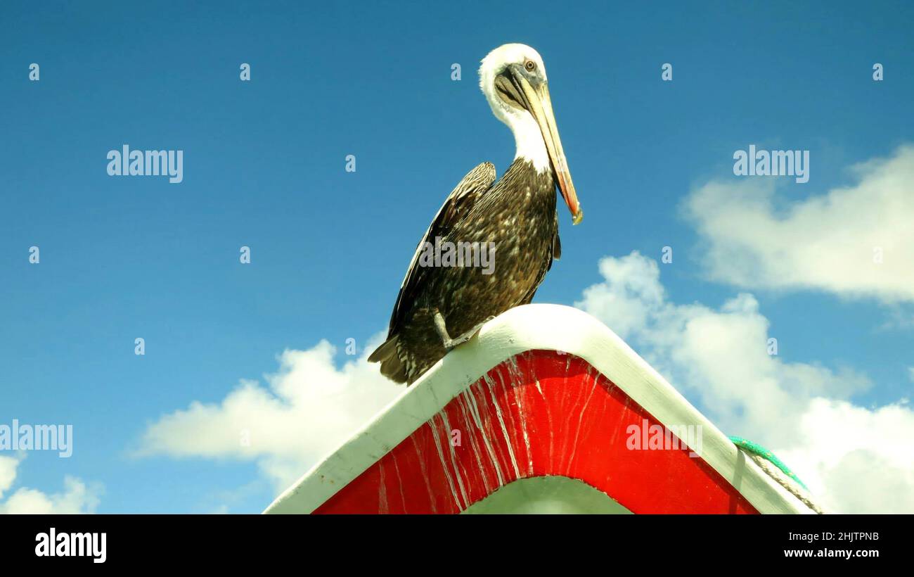 pelican perché sur l'arc d'un bateau, avec un ciel et un fond de nuages Banque D'Images