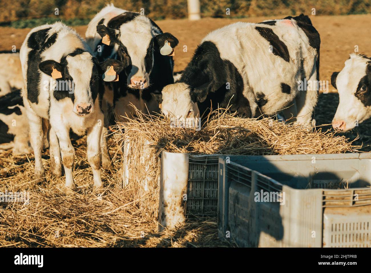 ensemble de génisses mangeant de la paille à l'extérieur de la ferme des vaches Banque D'Images