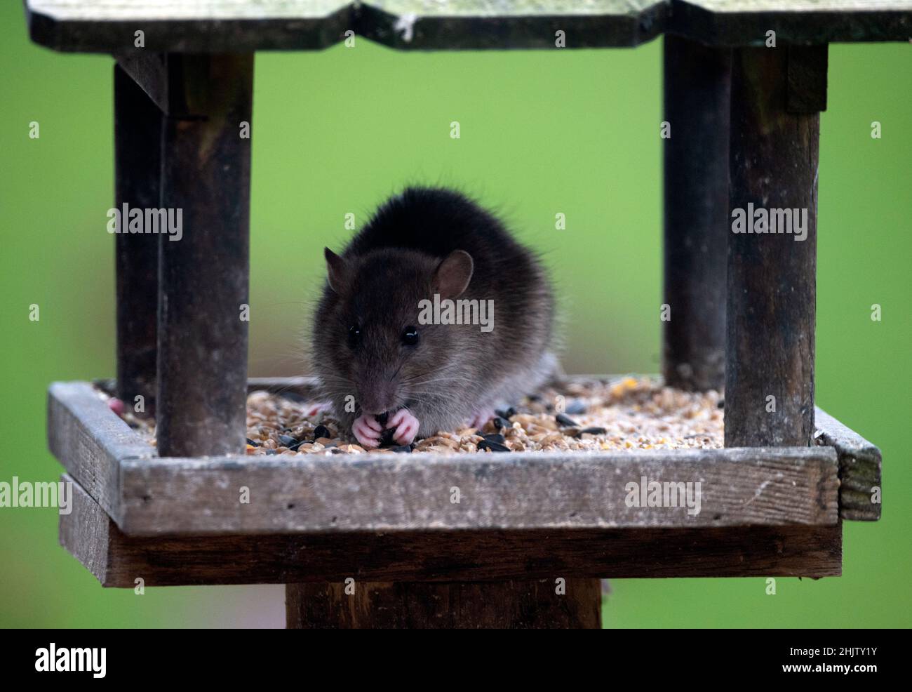 Un rat sur la table d'oiseau mangeant des graines d'oiseau, Worcestershire, Royaume-Uni Banque D'Images