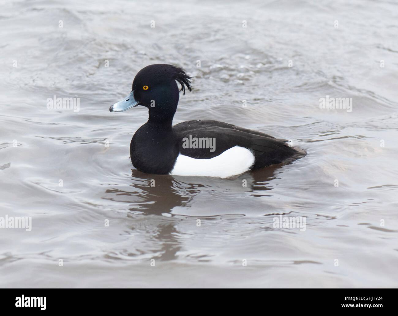 Canard de plongée touffeté (oiseau nagé noir et blanc) à Batchley Pond, Redditch, Worcestershire Banque D'Images