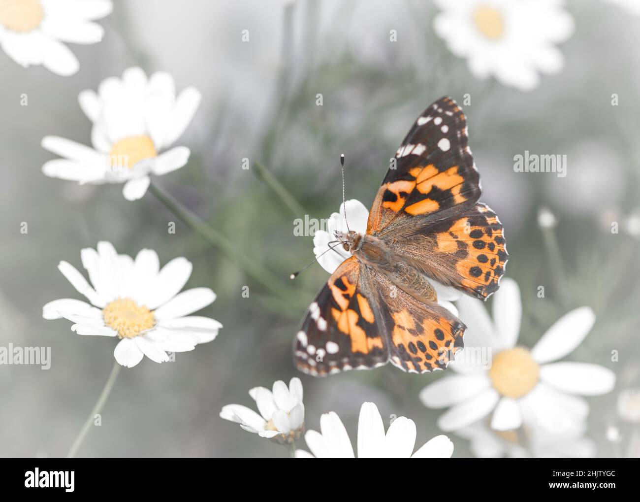 Papillon de dame peint (vanessa cardui) avec ses ailes s'étaler, se nourrissant des pâquerettes Banque D'Images