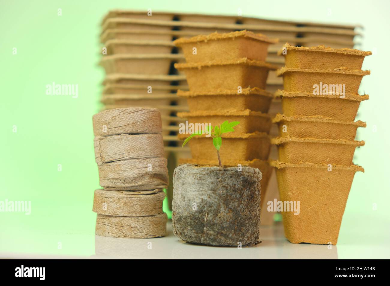 Plantule de tomate, comprimés de tourbe et tasses pour seedlings.Organic matières naturelles biodégradables pour la culture de légumes naturels. Matériel de plantation . Banque D'Images