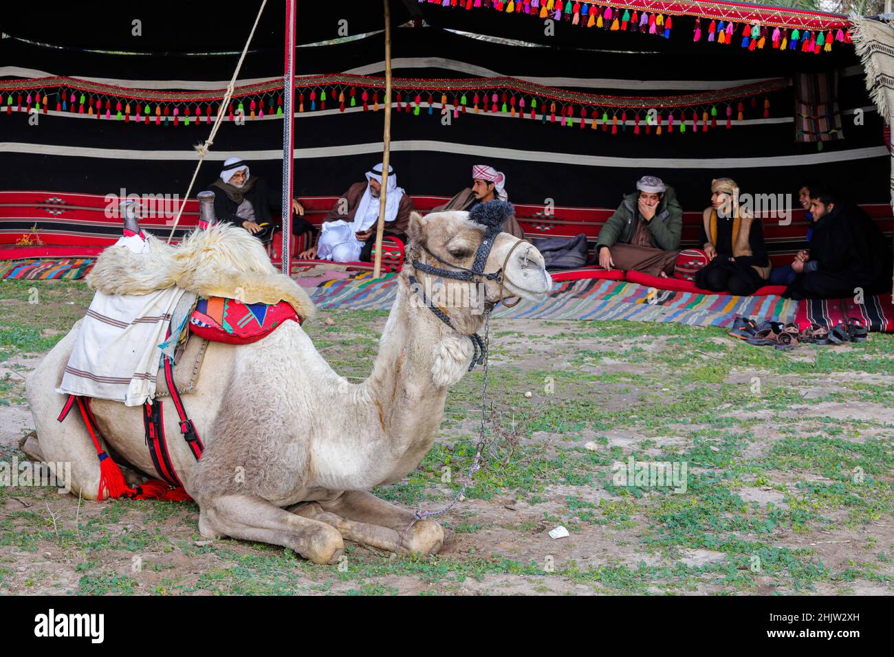 Gaza, Palestine.31st janvier 2022.Un chameau est vu devant la tente bédouine dans le centre de la bande de Gaza, dans la ville d'Al-Zahra.La vie des Bédouins et des Badia à Gaza est caractérisée par un certain nombre de coutumes et de traditions fixes qui ne changent pas, ils y adhèrent plutôt et les enseignent à leurs enfants.Crédit : SOPA Images Limited/Alamy Live News Banque D'Images