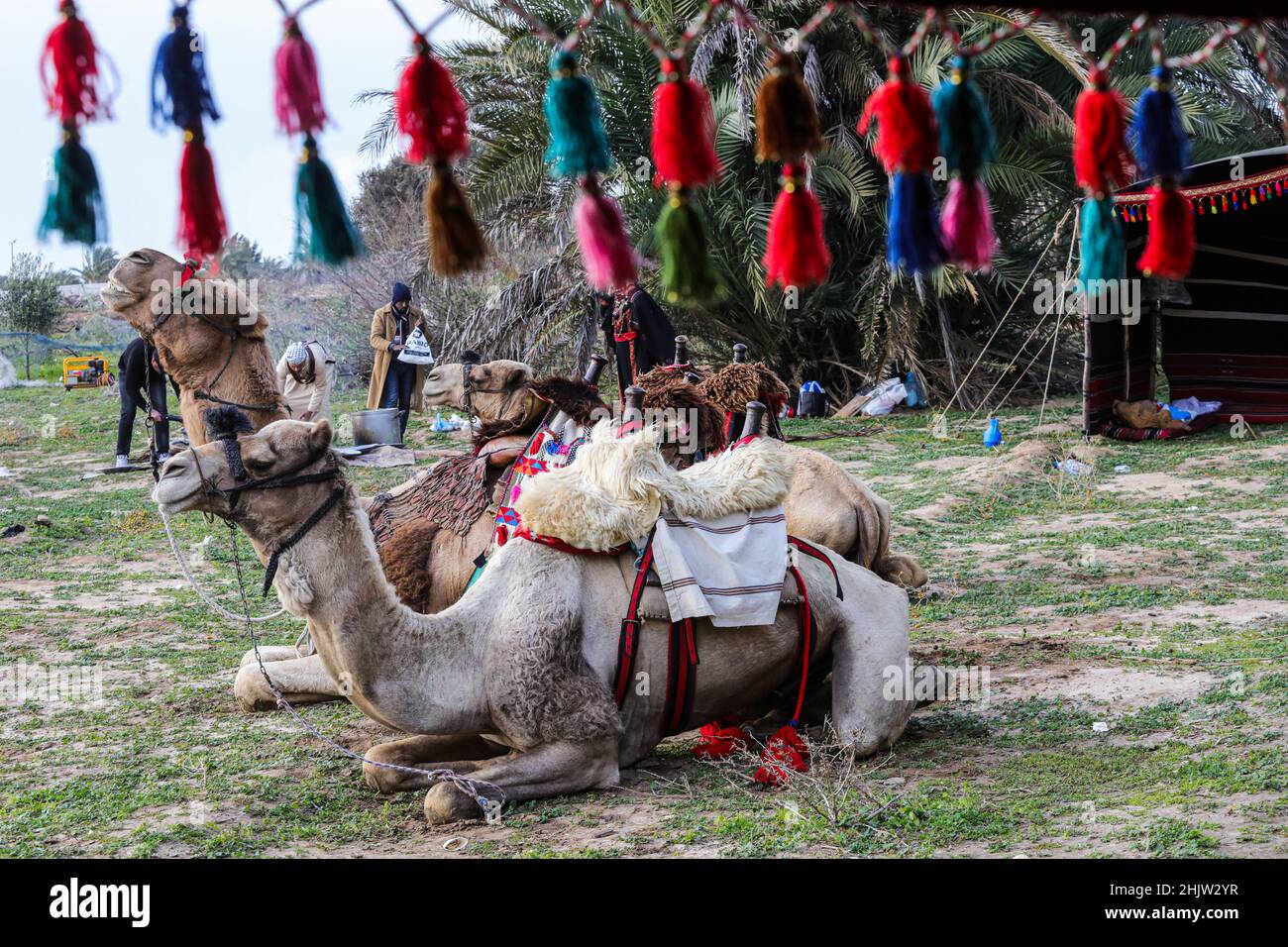 Gaza, Palestine.31st janvier 2022.Des chameaux sont vus devant la tente bédouine dans la bande de Gaza, au centre de la ville d'Al-Zahra.La vie des Bédouins et des Badia à Gaza est caractérisée par un certain nombre de coutumes et de traditions fixes qui ne changent pas, ils y adhèrent plutôt et les enseignent à leurs enfants.Crédit : SOPA Images Limited/Alamy Live News Banque D'Images