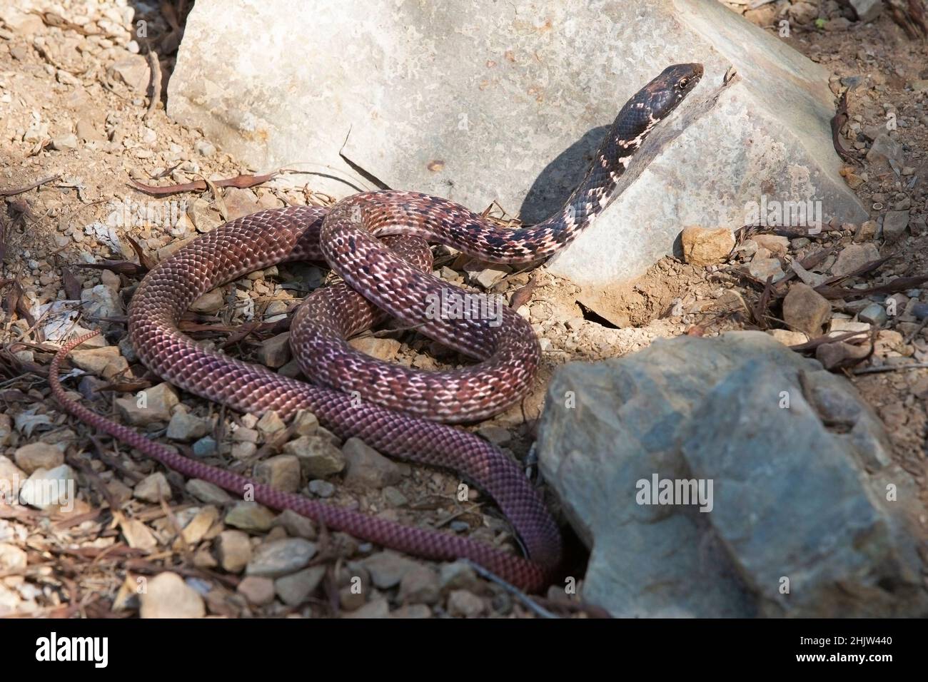 Le fouet de serpent de Coachwhip chasse les proies dans le désert de Sonoran. Masticophis flagellum Banque D'Images