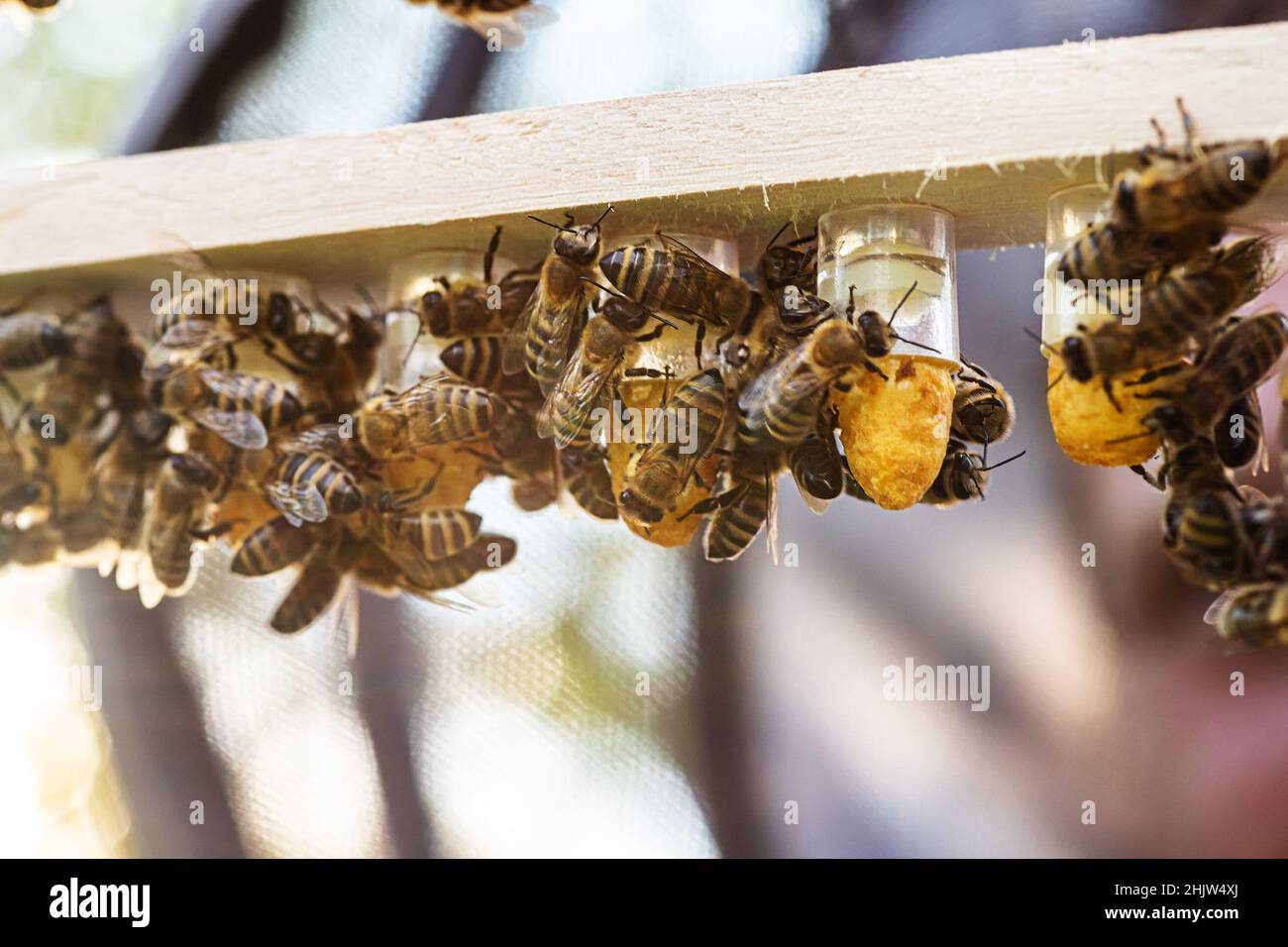 Aexit Apiculture Apiculteurs Abeilles à Miel Gelée Royale La