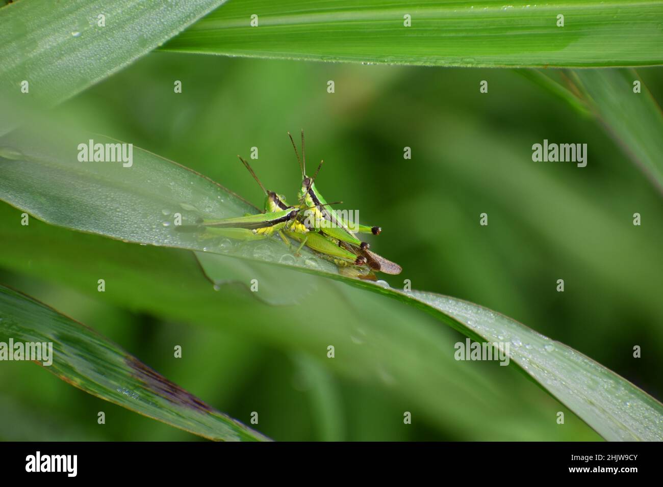 Des stades de sauterelles de riz se sont rassemblés sur de l'herbe verte le matin. Banque D'Images