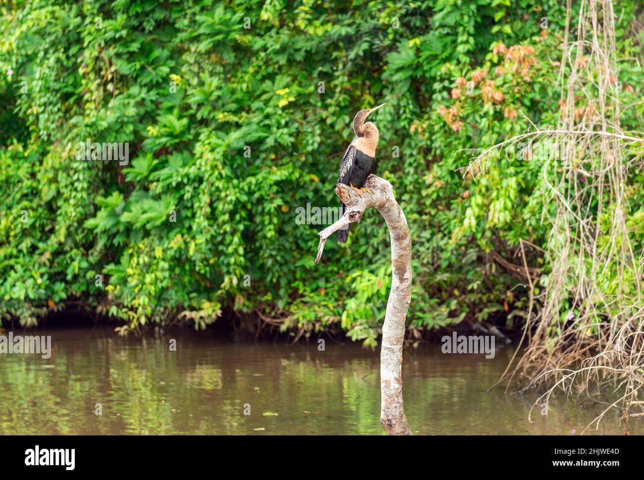 Oiseau femelle d'anhinga (Anhinga anhinga) le long de la rivière Napo, parc national de Yasuni, forêt amazonienne, Équateur. Banque D'Images