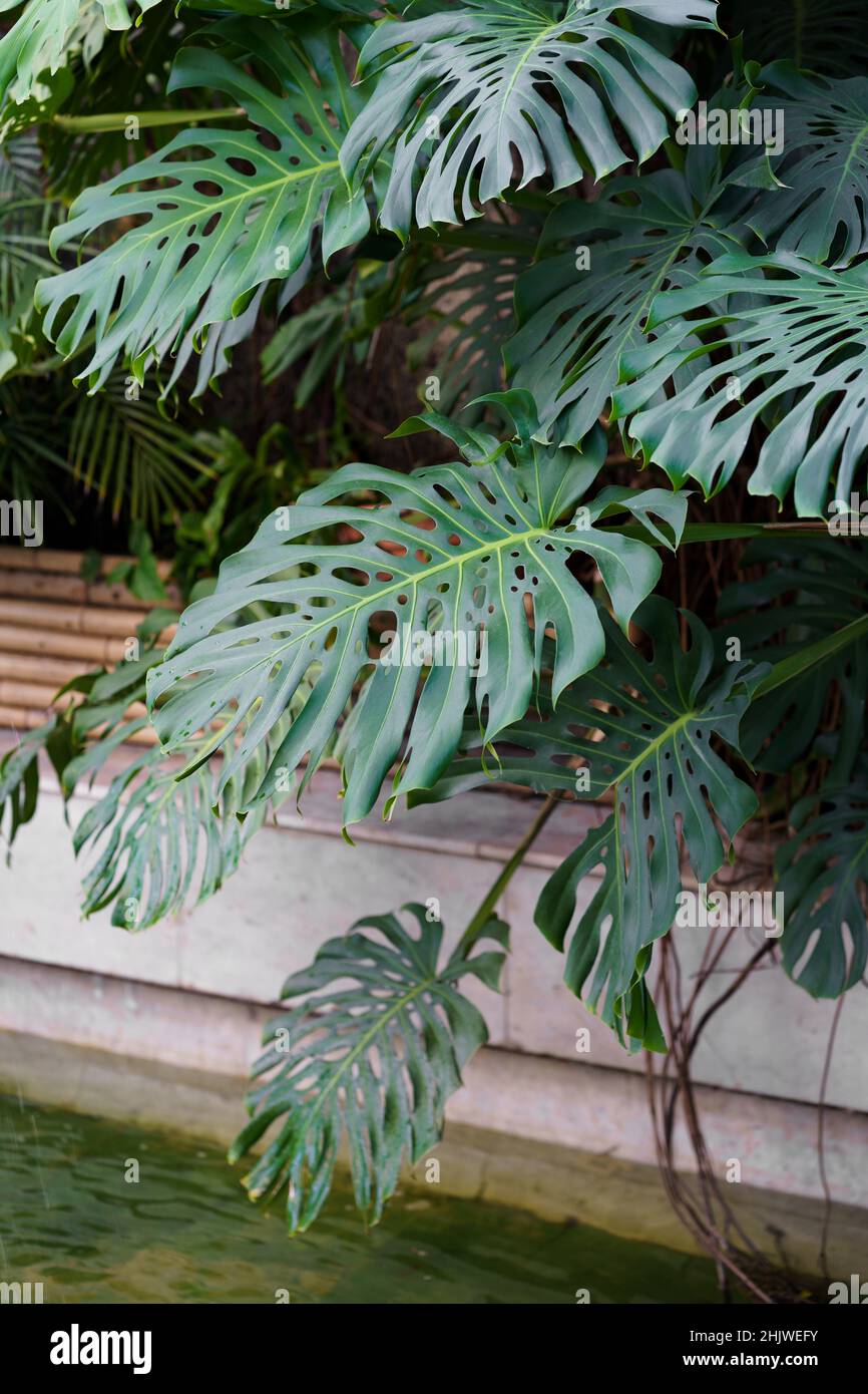 Feuilles vertes de plantes exotiques tropicales monstera deliciosa poussant  dans le parc ou le jardin à l'extérieur Photo Stock - Alamy
