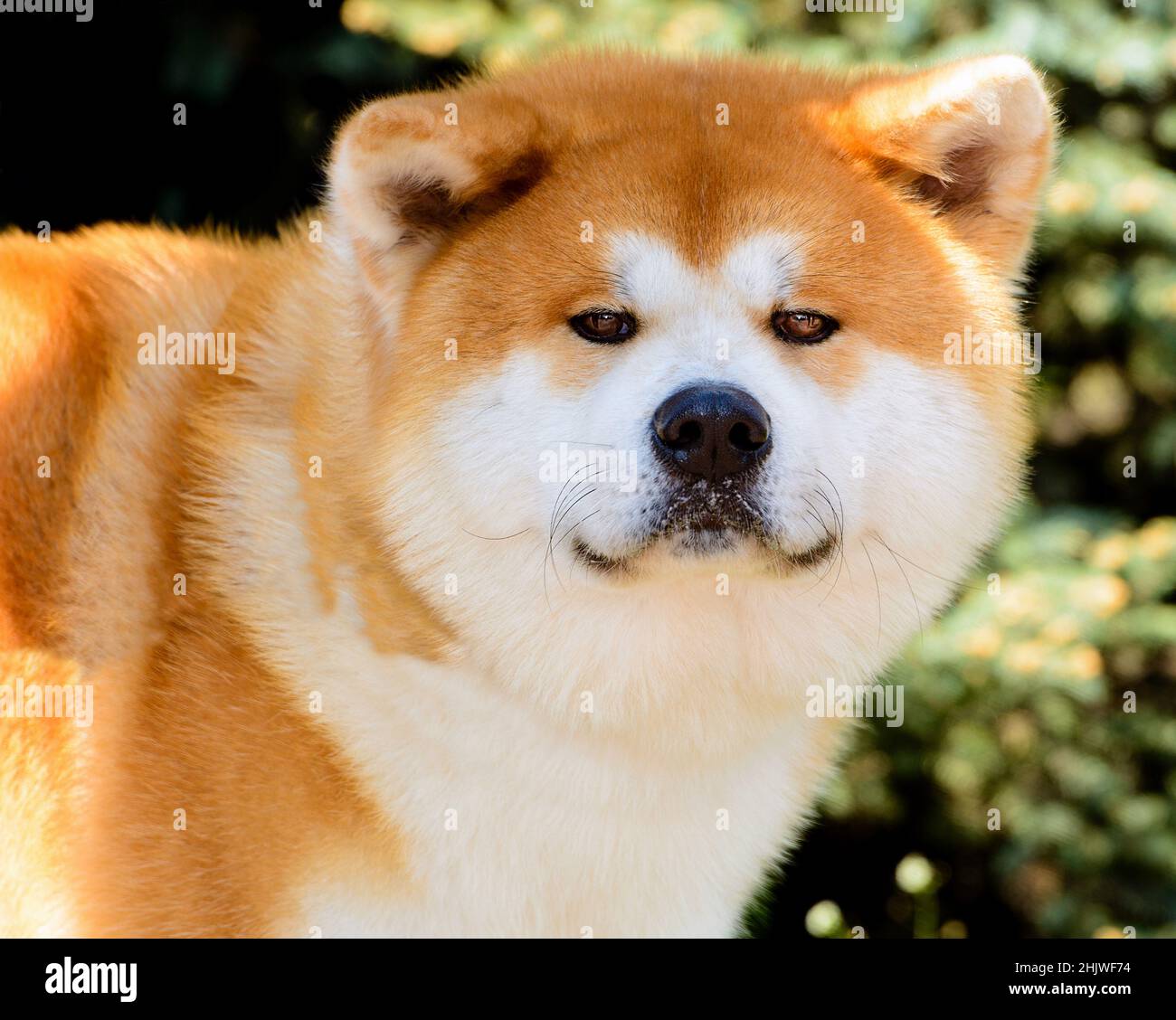 Portrait japonais Akita Inu en plein visage. L'Akita Inu japonais est dans le parc de la ville. Banque D'Images