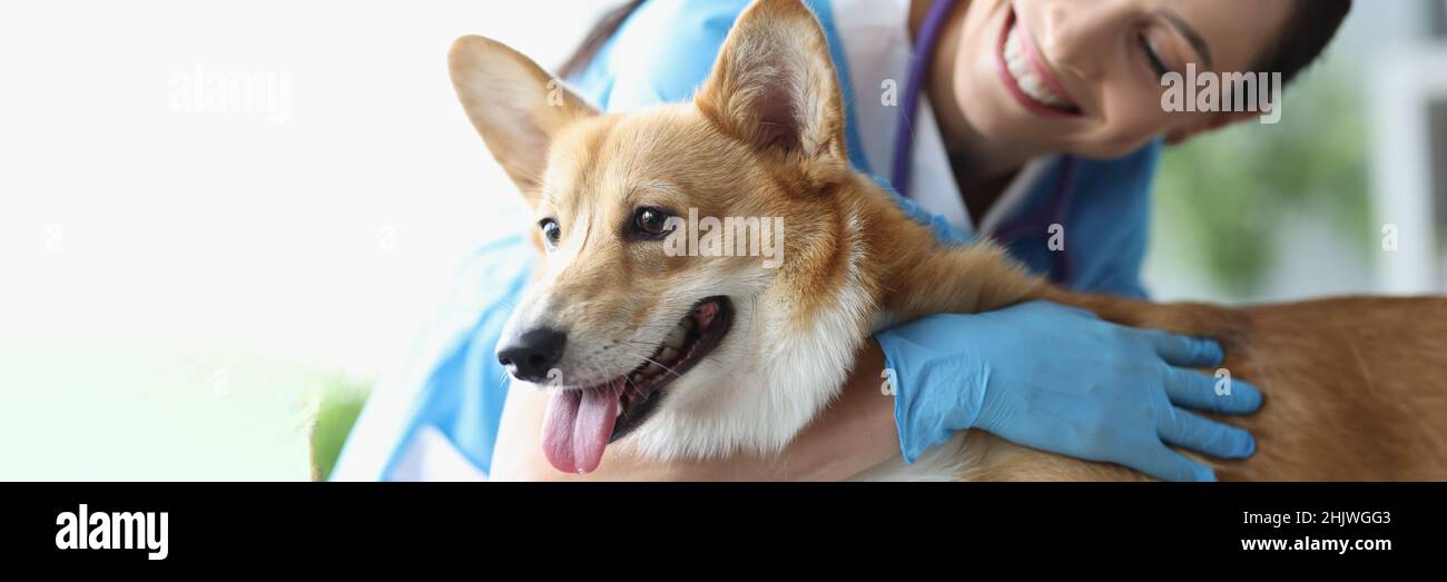 Souriante femme vétérinaire chien de chasse à un rendez-vous médical de près Banque D'Images