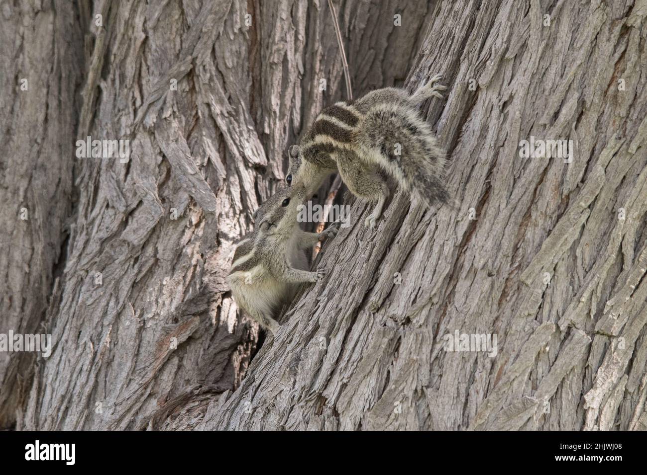 Écureuil indien de palme (écureuil de palme à trois rayures), Funambulus palmarum, Dubaï, Émirats arabes Unis. Banque D'Images