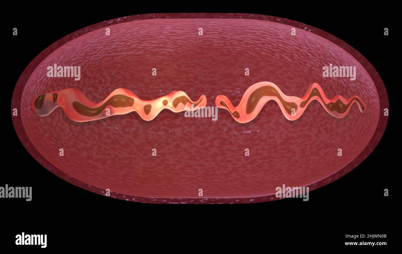 Division de cellule .Séparation des mitochondries, réplication de l'ADN.Stades de la reproduction microbienne .3d rendu de l'illustration Banque D'Images