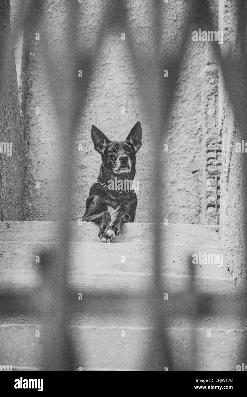 Photo d'un chien domestique (animal de compagnie) en plan fermé, avec un look fixe et mignon attendant d'être adopté. Véritable animal dans une situation réelle Banque D'Images