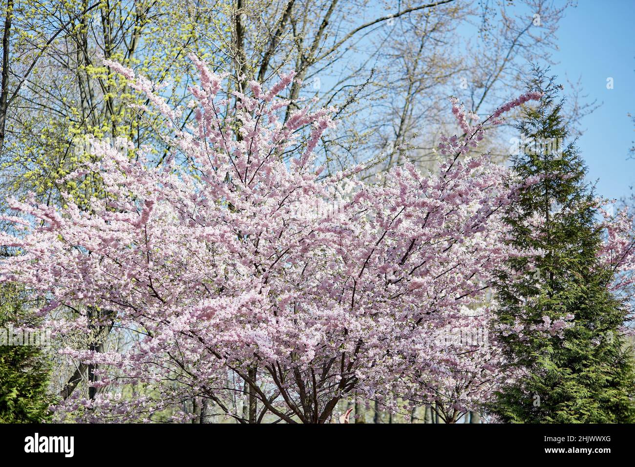 Vacances hanami.Fleur de sakura rose.La sakura japonaise est un symbole traditionnel de la jeunesse et de la beauté des femmes.Branche florissante délicate par temps ensoleillé.Fond d'écran pastel Spring.Symbole du japon Banque D'Images