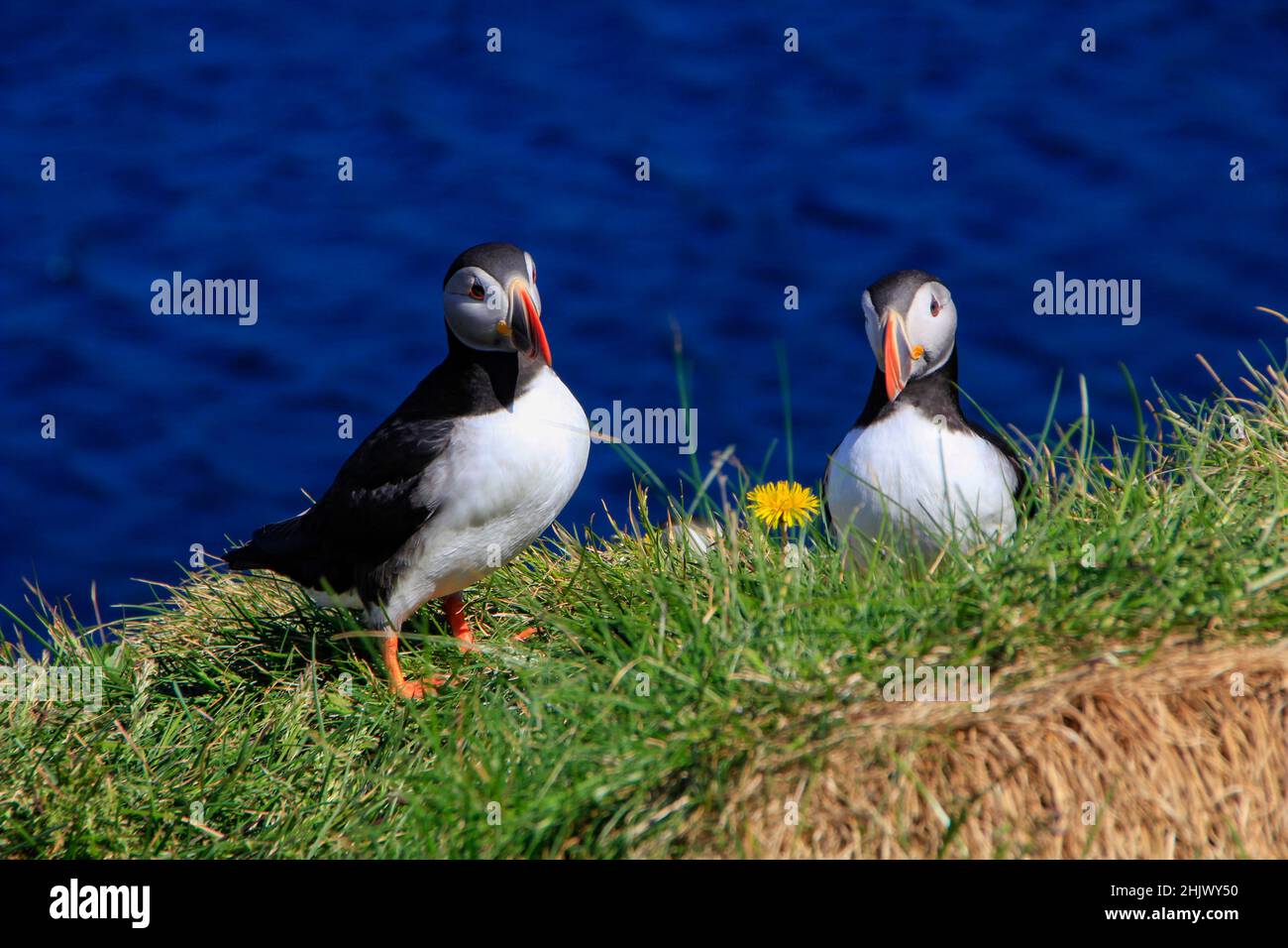 Puffins à la colonie d'oiseaux de Hafnarhólmi, Eastfjords, Borgarfjördur, Islande Banque D'Images