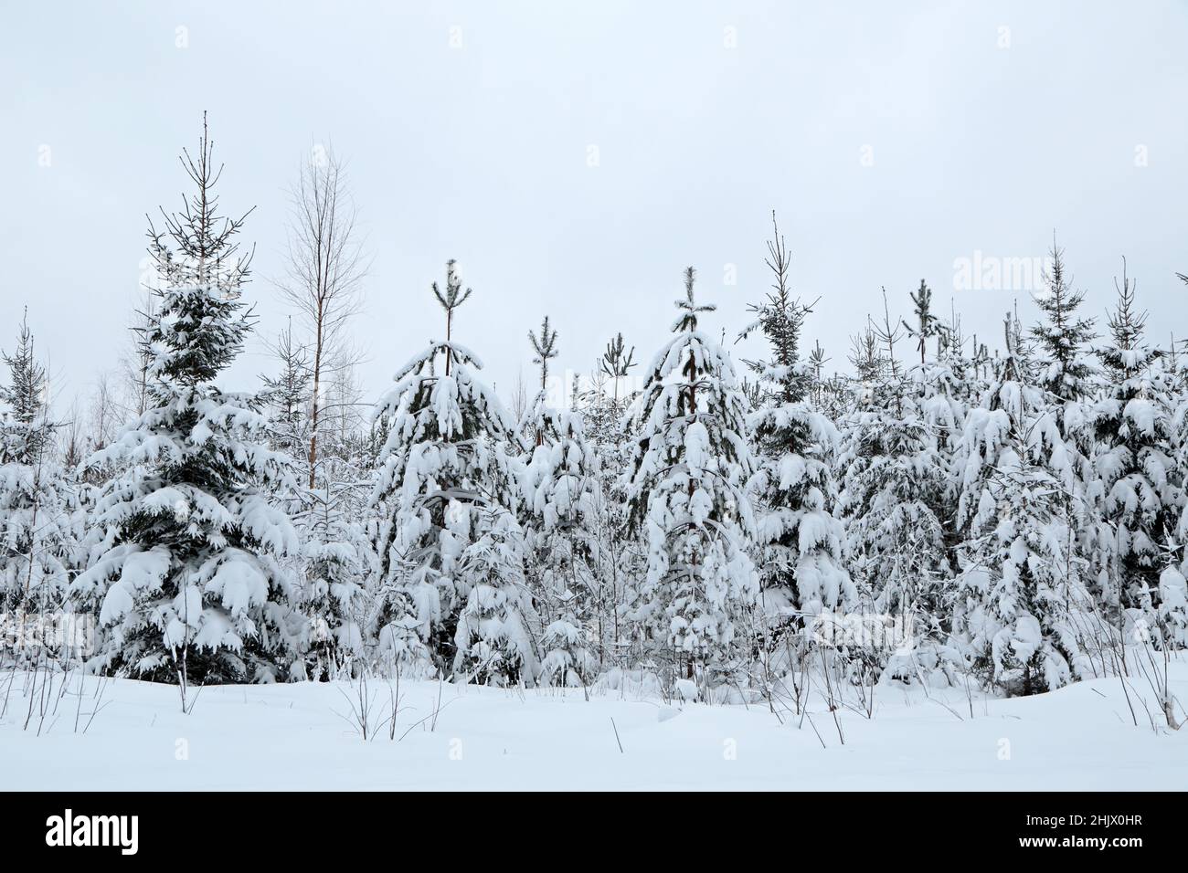 Sapins soumis à une charge de neige à la fin du mois de janvier Banque D'Images