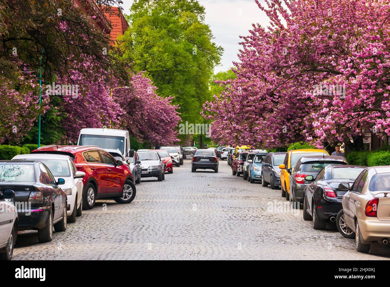 Uzhgorod, ukraine - 05 mai 2021 : floraison des cerisiers dans les rues au petit matin.Arbres de sakura fleuris le long de la route avec des voitures garées Banque D'Images