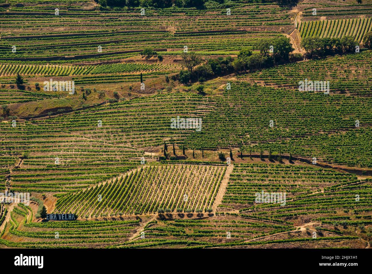Photo plein cadre des vignobles près du village de Pinhão, vallée du Douro, quartier de Vila Real, quartier de Viseu, Portugal Banque D'Images
