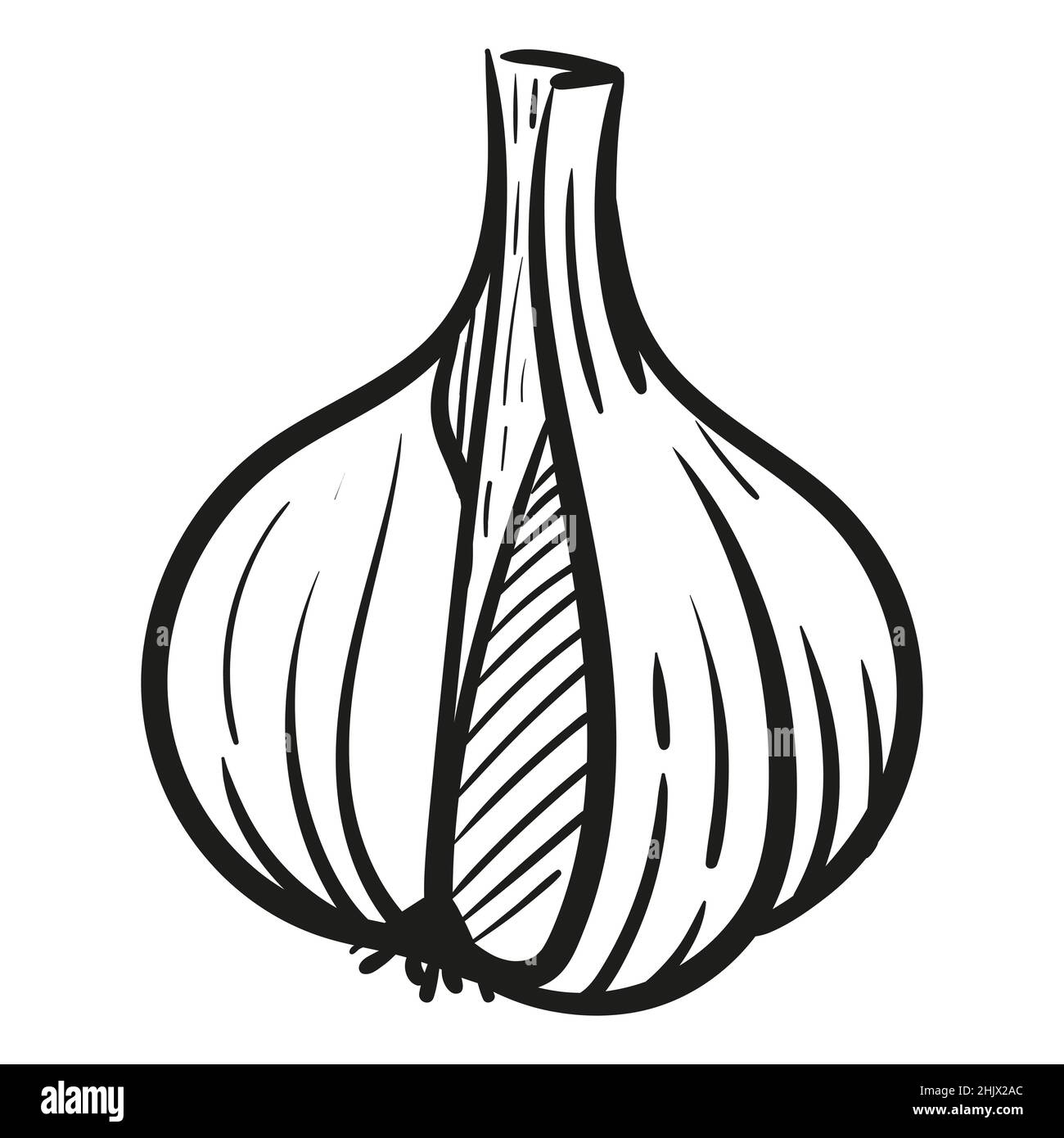 Ail - illustration vectorielle en style esquisse.Tête d'ail, gousses ...
