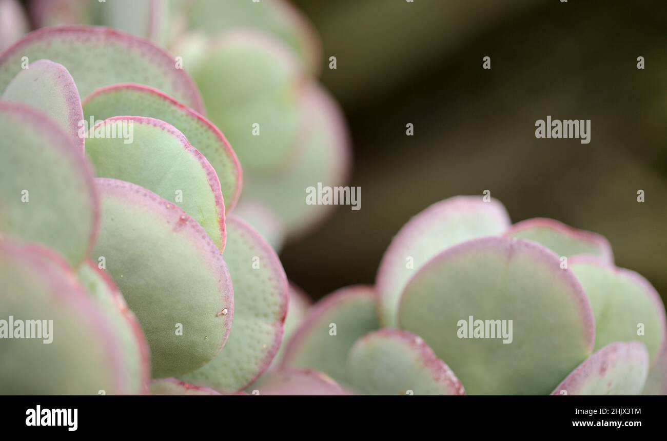 Crassula arborescens aka plante de jade d'argent Banque D'Images