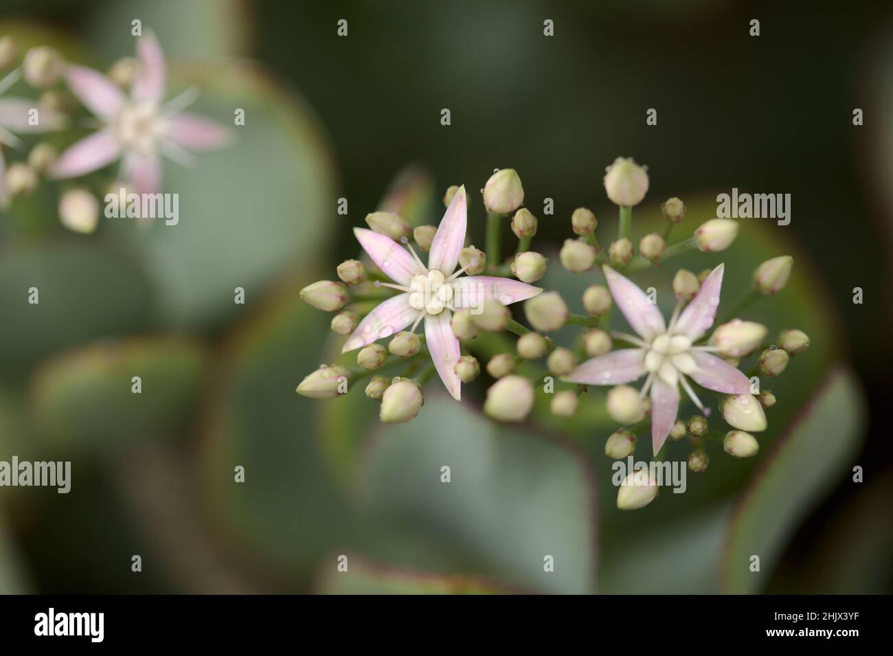 Crassula arborescens aka plante de jade d'argent Banque D'Images