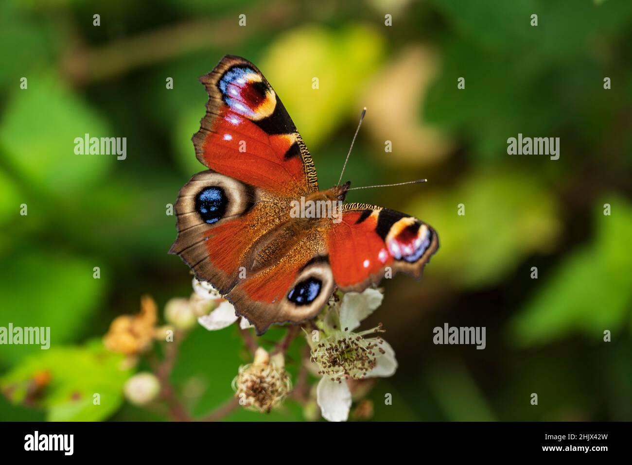 Belle vue rapprochée d'un papillon européen de paon coloré (Aglais io) assis sur une fleur de blackberry Banque D'Images