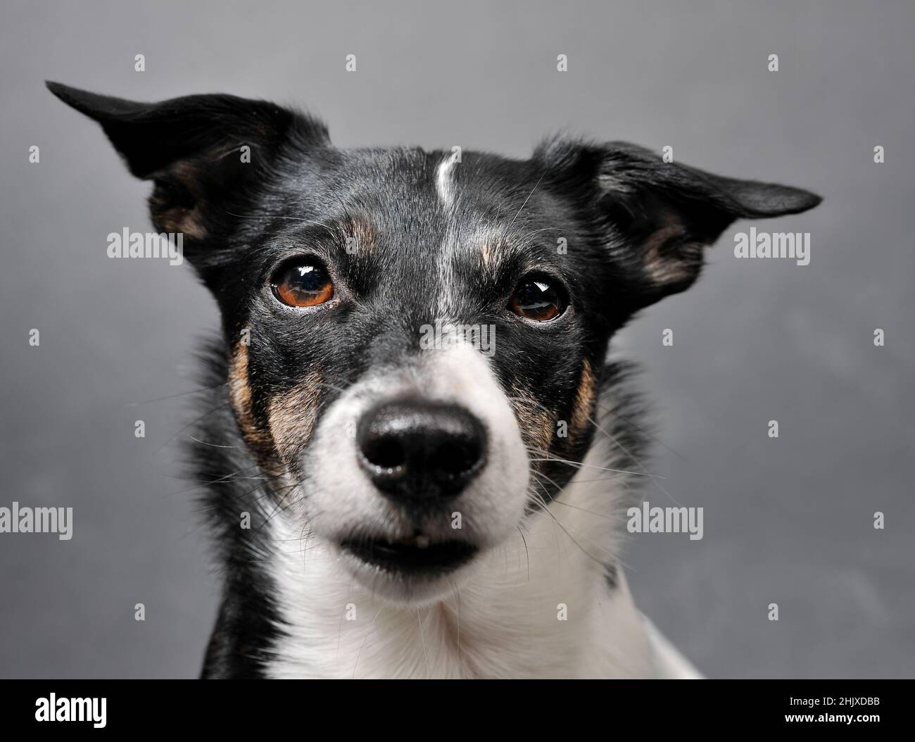 Un chien noir et blanc avec des yeux bruns regarde directement le spectateur, idéal pour le recadrage. Banque D'Images