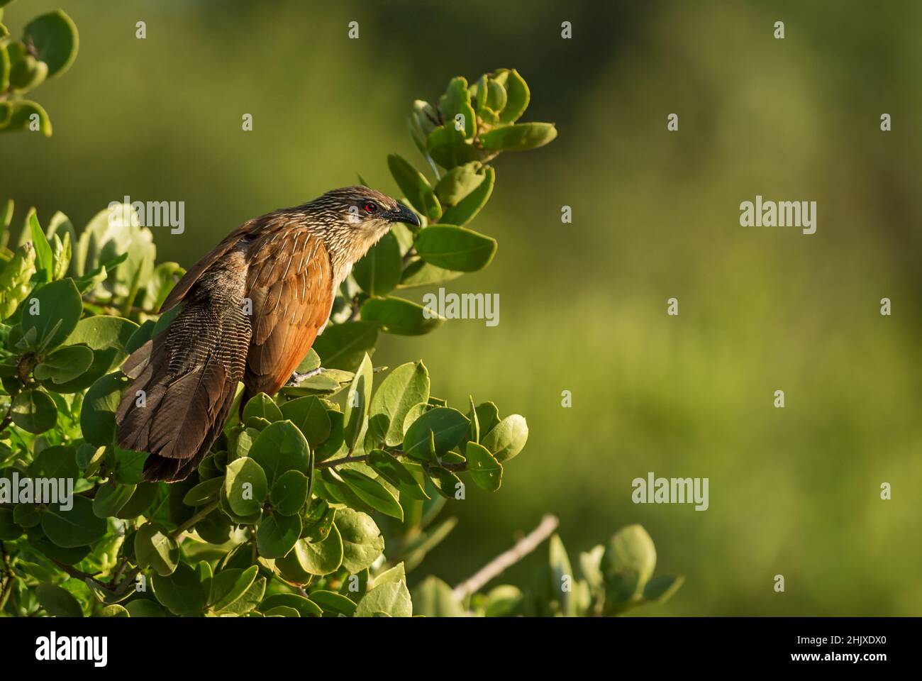 Coucal noir - Centropus grilii, cocoq commun de buissons et savanes africains, Tsavo est, Kenya. Banque D'Images