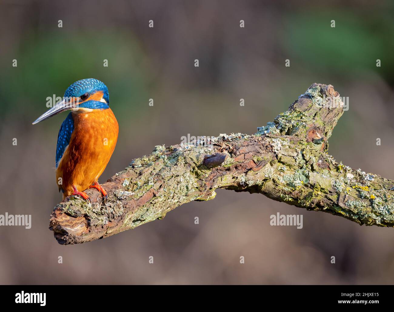Le Kingfisher adulte étudie son territoire à partir de sa perche sur un ruisseau de campagne local. Banque D'Images