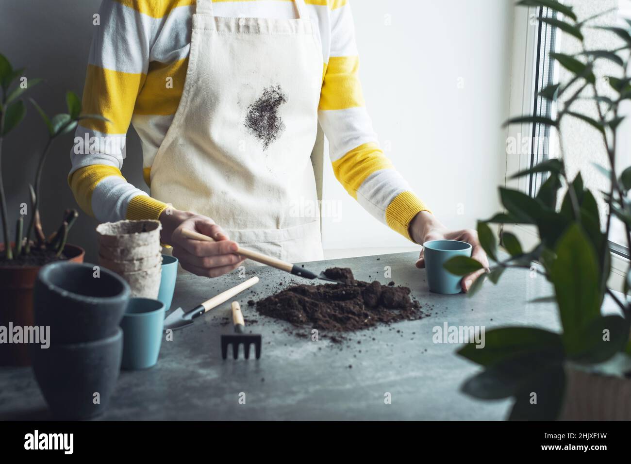 Taches de terre sales sur le tablier.Plante de maison de transplantation femelle méconnaissable.Photo de haute qualité Banque D'Images