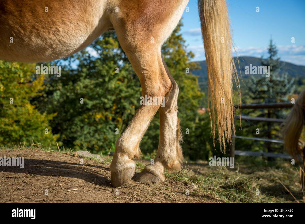 Browne Horse jambes arrière et sabots gros plan sur le terrain. Banque D'Images