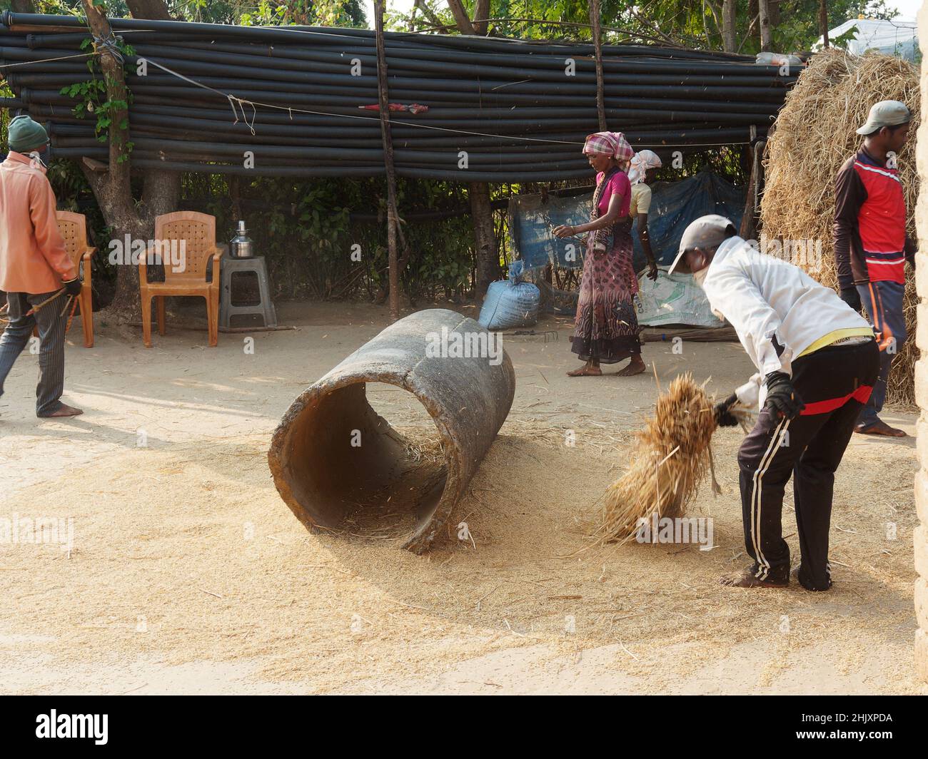 11 14 2021 dans Motion Excen photo de la récolte traditionnelle de riz, les hommes qui battent du riz paddy Ghartan Village Mussai près de Shahpur Maharashtra Inde. Banque D'Images