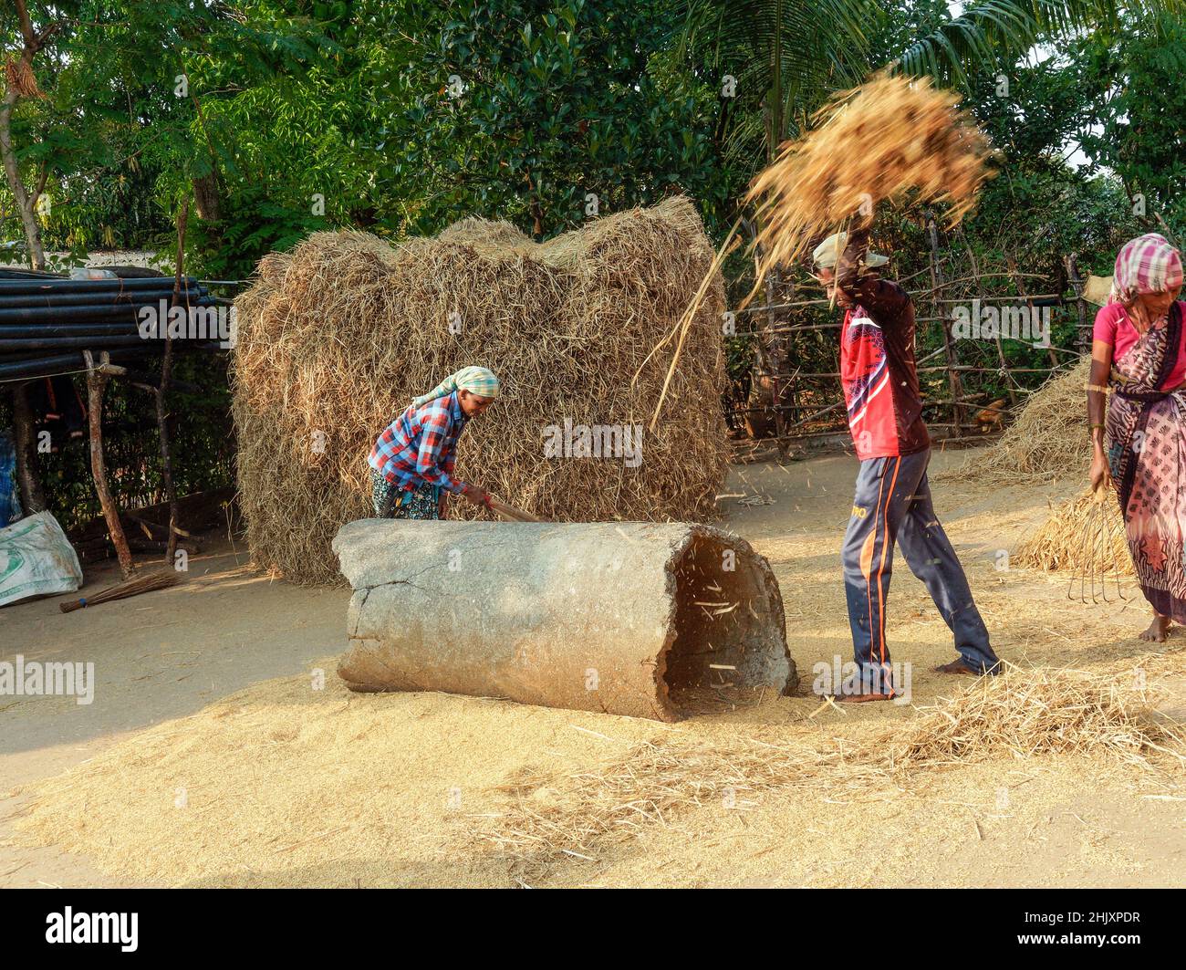 11 14 2021 dans Motion Excen photo de la récolte traditionnelle de riz, les hommes qui battent du riz paddy Ghartan Village Mussai près de Shahpur Maharashtra Inde. Banque D'Images