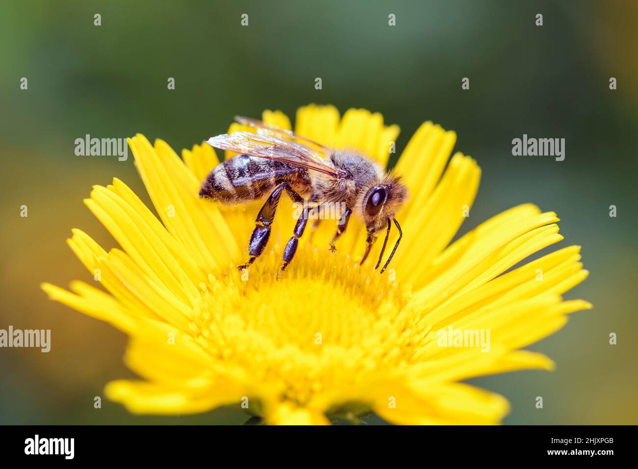 Abeille - APIS mellifera - pollinise une fleur de l'oeil-bœuf- Buphthalmum salicifolium.Buphthalmum salicifolium est une espèce de plante à fleurs dans le A. Banque D'Images