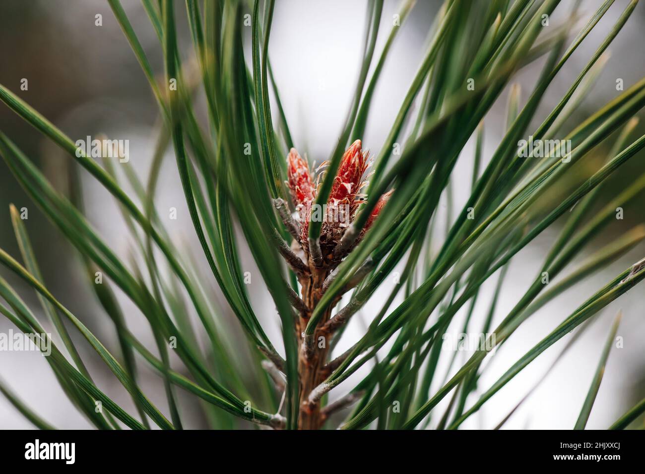 Gros plan de jeunes boutons sur le pin au printemps.Branches de pin avec longues aiguilles vertes.Saison de la nature se réveillant et montrant sa beauté.Observation Banque D'Images