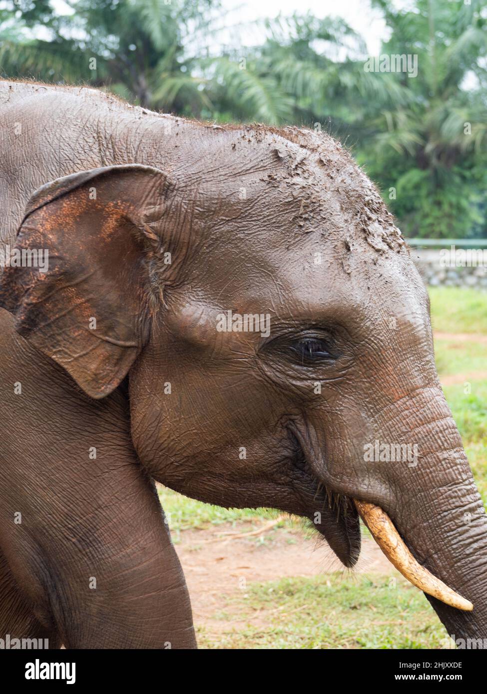 Photo des éléphants dans un zoo après avoir pris un bain de boue Banque D'Images