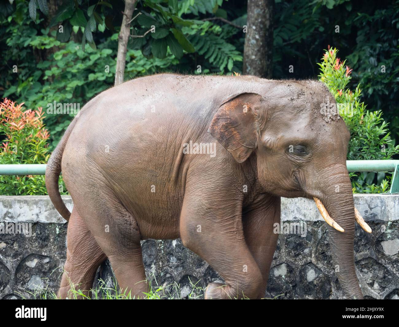 Photo des éléphants dans un zoo après avoir pris un bain de boue Banque D'Images