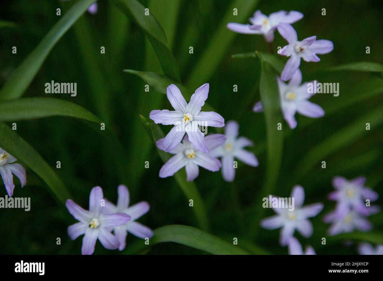 Scilla luciliae ou Chionodoxa luciliae, bulbe de la gloire de la neige fleurissant à l'extérieur dans un jardin de chalet avec de petites fleurs bleu-violet au printemps. Banque D'Images