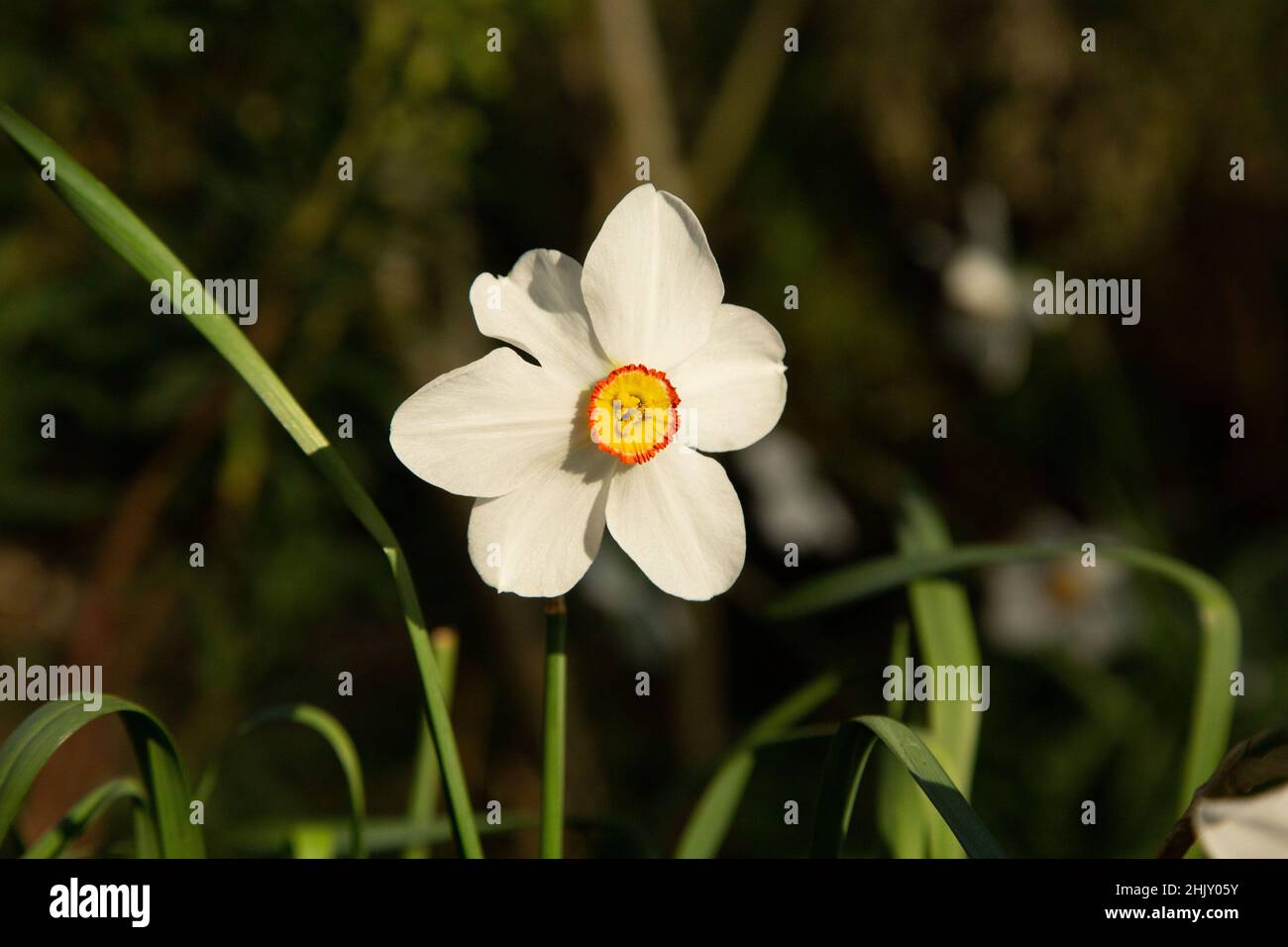 Un seul Narcissus Actaea ou Daffodil en plein soleil au printemps Banque D'Images