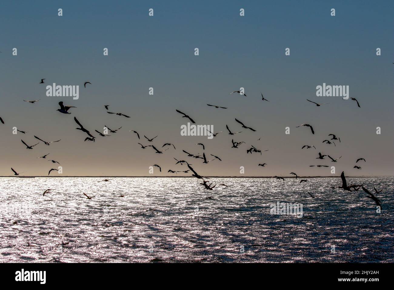 Troupeau d'oiseaux volant au-dessus de l'océan, Namibie Banque D'Images