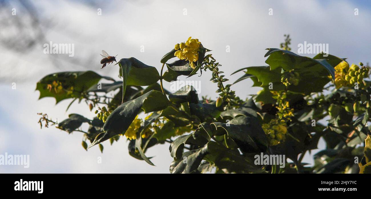 Moira, County Down, Irlande du Nord, Royaume-Uni.01 févr. 2022.Météo au Royaume-Uni - un début doux à février avec des températures dans certains endroits en chiffres doubles.Il reste cependant venteux avec des nuages variables.Les abeilles hors de rassembler le nectar de jaune hiver floraison mahonia.Credit:CAZIMB/Alamy Live News. Banque D'Images