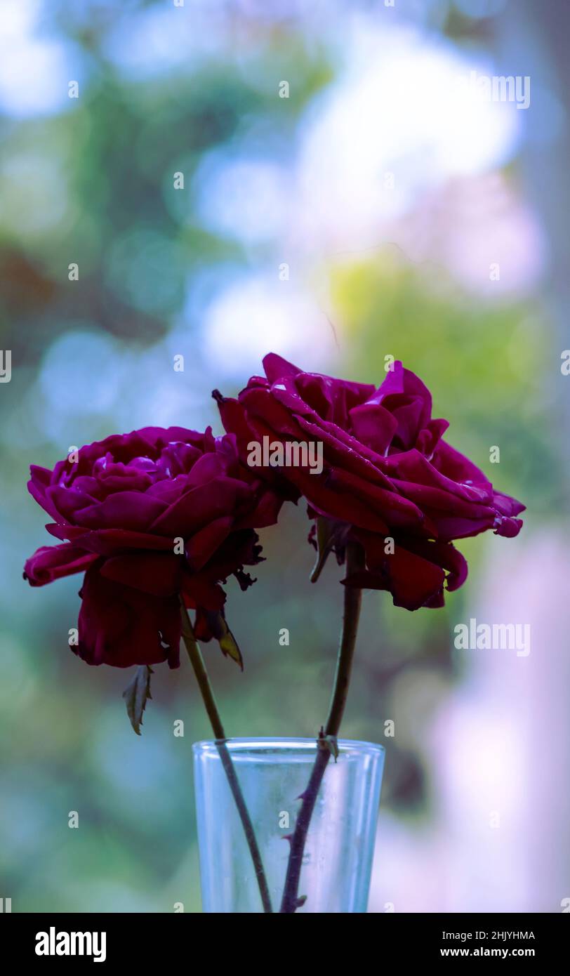 Deux belles roses rouges en verre, vue rapprochée avec un magnifique arrière-plan flou Banque D'Images